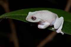 Pseudophilautus hoffmanni