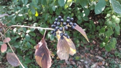 Cornus sanguinea