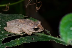 Pseudophilautus steineri