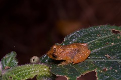 Pseudophilautus sarasinorum