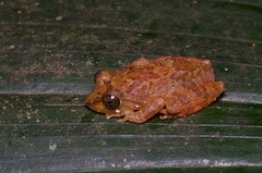 Pseudophilautus