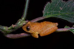 Pseudophilautus macropus