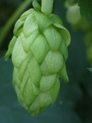 Humulus lupulus