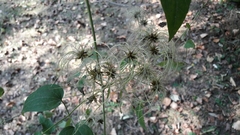 Clematis vitalba