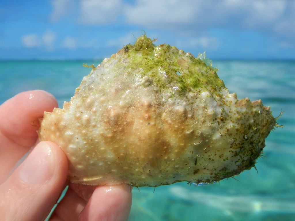 Smooth box crab