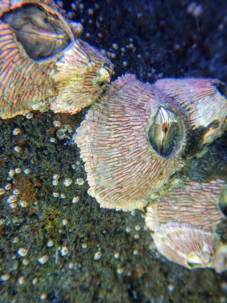 Tetraclita reni