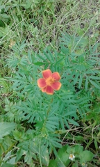 Tagetes tenuifolia