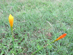 Zephyranthes pulchella