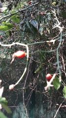 Rosa canina