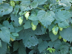 Humulus lupulus