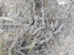 Gnathamitermes tubiformans