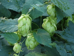 Humulus lupulus