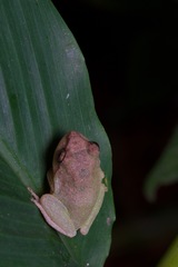 Pseudophilautus stuarti