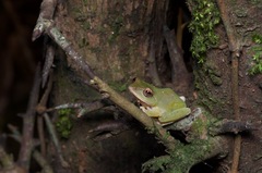 Pseudophilautus stuarti