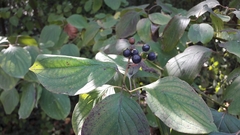 Cornus sanguinea