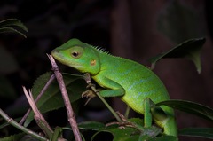 Calotes pethiyagodai