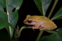 Pseudophilautus stuarti