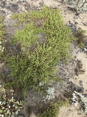 Baccharis pilularis pilularis