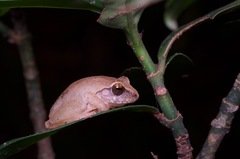 Pseudophilautus stuarti