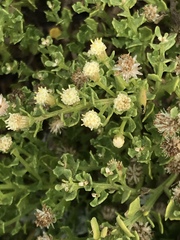 Baccharis pilularis pilularis