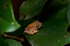 Pseudophilautus steineri