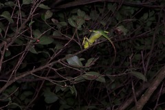 Calotes pethiyagodai