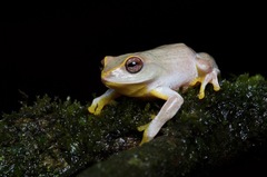 Pseudophilautus hoffmanni