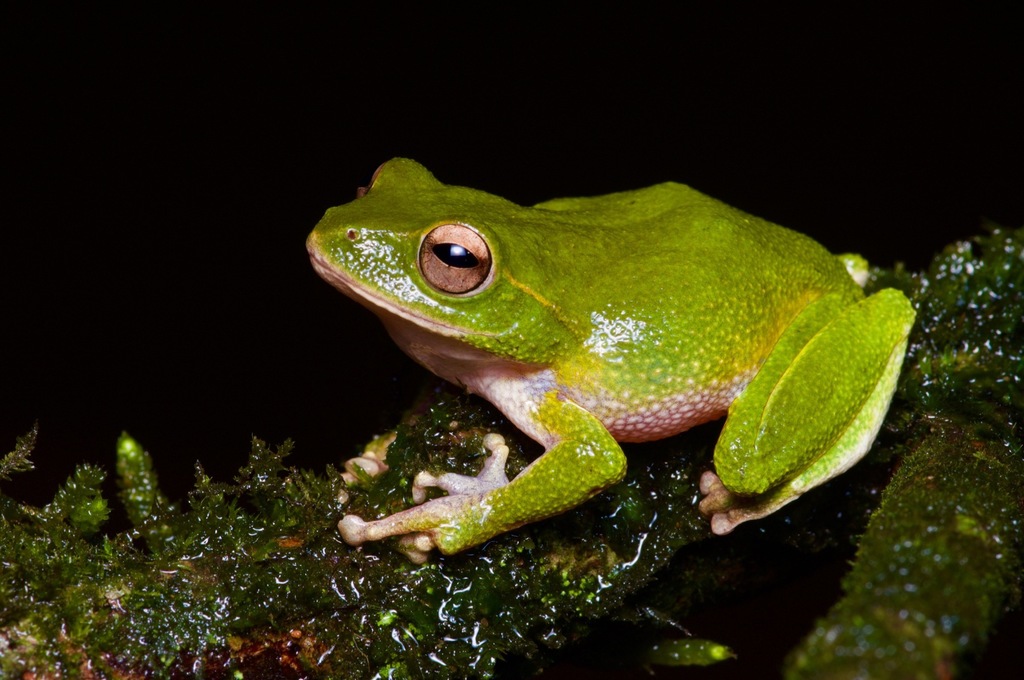 Stuart's Shrub Frog (Pseudophilautus stuarti)