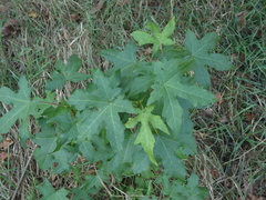 Liquidambar styraciflua