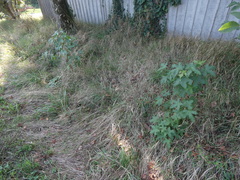 Liquidambar styraciflua