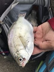 Hyperprosopon ellipticum