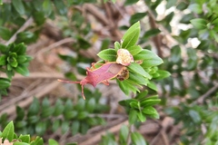 Gonocerus insidiator