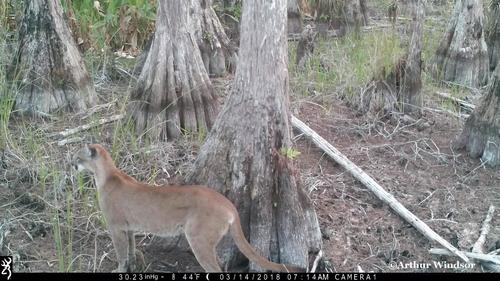 North American Mountain Lion photographed in Florida