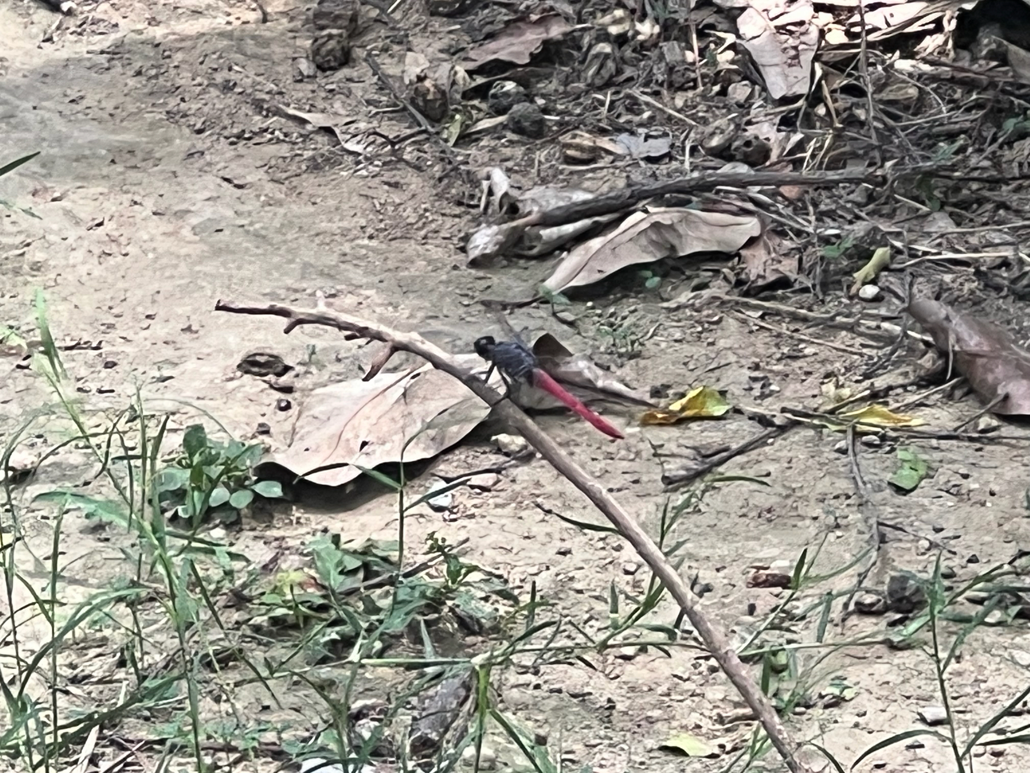 Crimson-Tailed Marsh Hawk