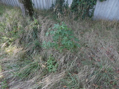 Liquidambar styraciflua