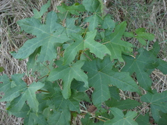 Liquidambar styraciflua