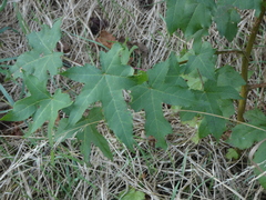 Liquidambar styraciflua