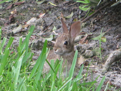 Eastern Cottontail photographed in Florida