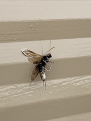 Urocerus flavicornis