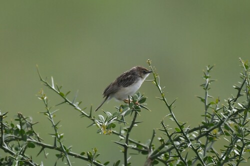 Pectoral-patch Cisticola (Cisticola brunnescens), photo 5