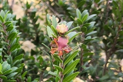 Gonocerus insidiator