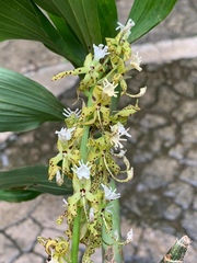 Cycnoches