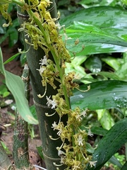Cycnoches