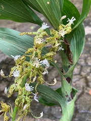 Cycnoches