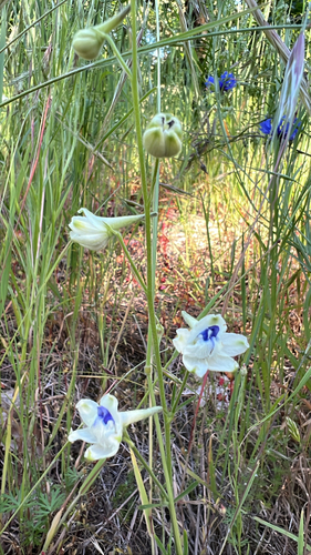 Pale Larkspur (Delphinium leucophaeum)