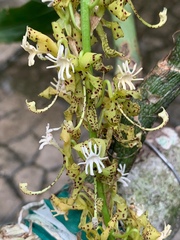 Cycnoches