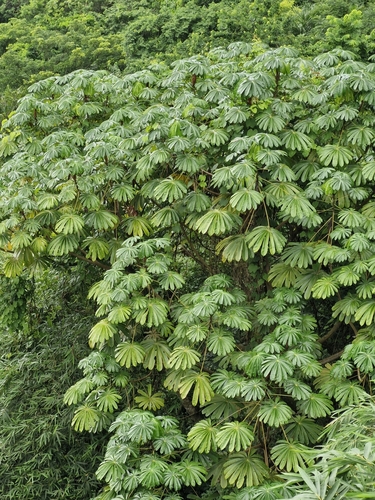 African corkwood tree