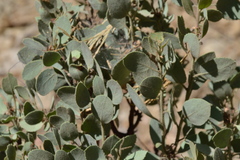 Arctostaphylos viscida mariposa