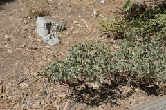 Arctostaphylos viscida mariposa