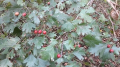 Crataegus monogyna